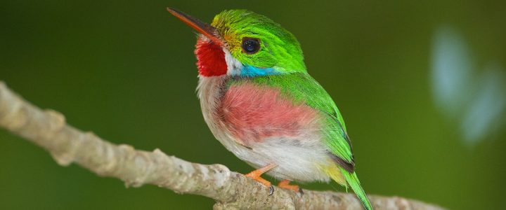 bird