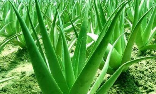 Aloe Vera