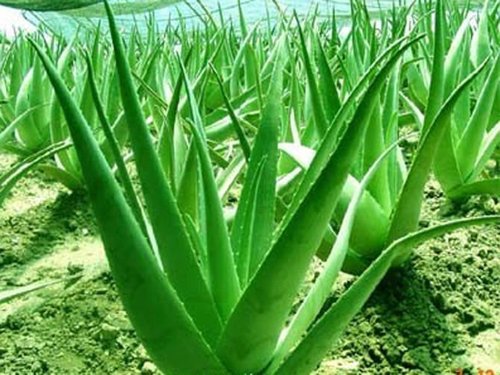 Where to get Aloe vera plant  in Delhi ?