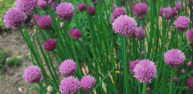 Chives