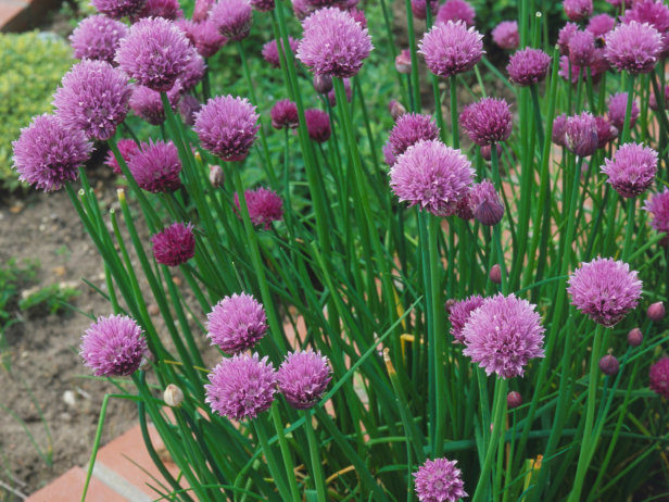 Chives plant in Delhi