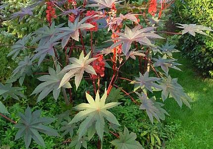 Ricinus communis