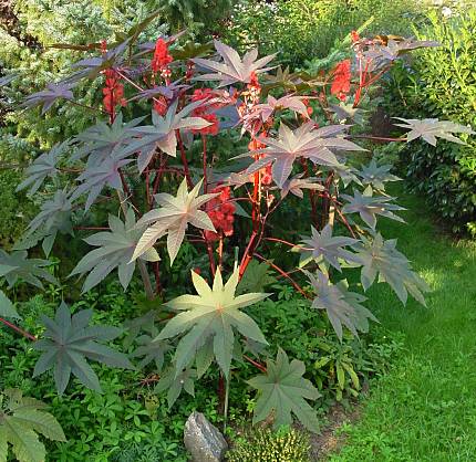 Ricinus Communis (Castor Oil Plant)  in Delhi