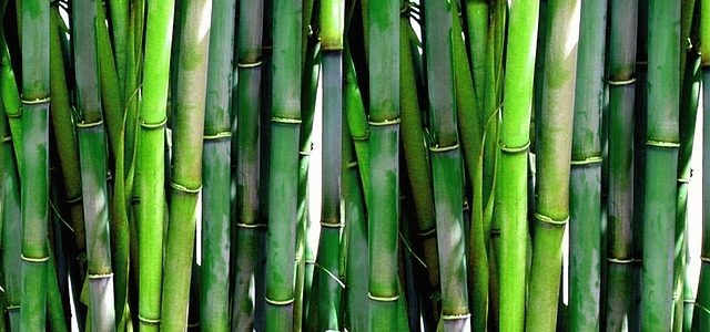 bamboo