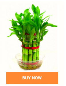 bamboo plant