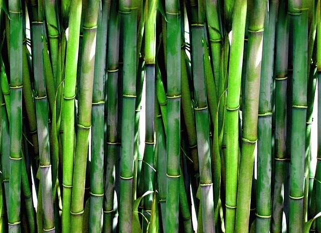 Bamboo Sapling in Delhi