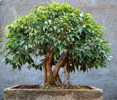 bonsai