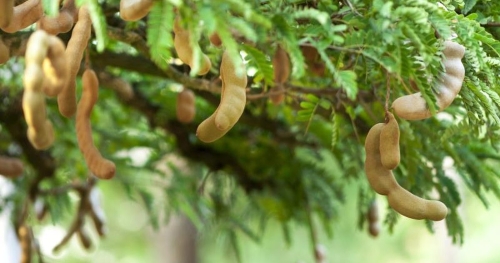 Imli (Tamarind) Sapling in Delhi