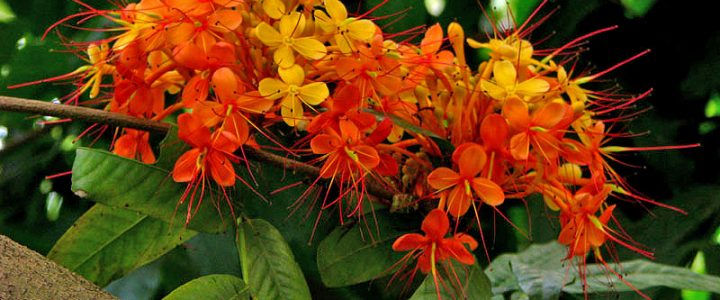 saraca indica