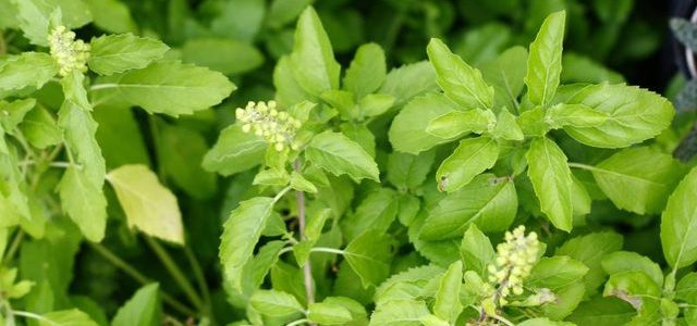 Where to get Tulsi Saplings in Delhi ? tulsi
