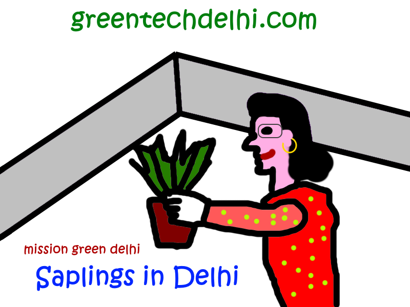 Saplings in Delhi