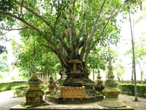 tabaoshu xishuangbanna dai minority park
