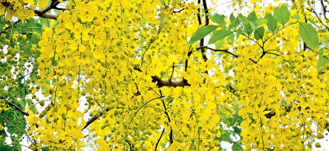 amaltas