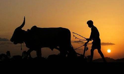 farmer