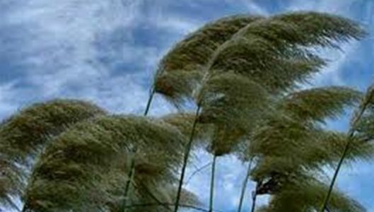 wind tree