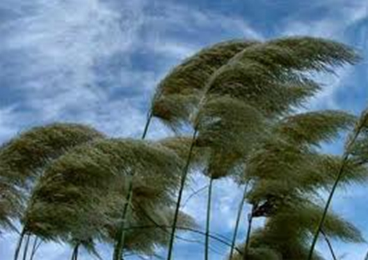 wind tree