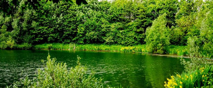 lakes greenery