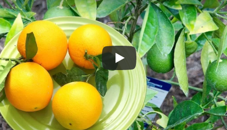 California Gardening Teaching How to Grow Seedless Oranges