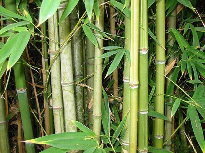 More About Bamboos from Delhi People