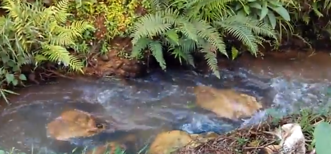 Experiencing Nature at Makkandur Village, Madikeri, Coorg, Karnataka