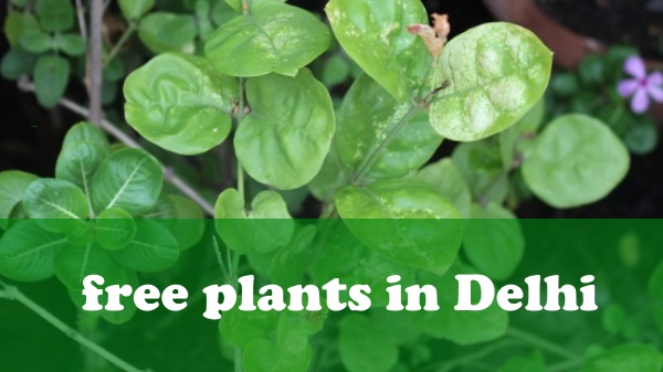 Free Plants in Delhi | Nurseries | Saplings | Space for Plantation