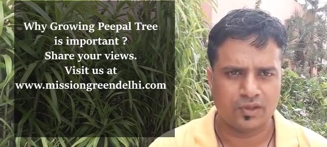 Why Growing Peepal Tree is Important ?