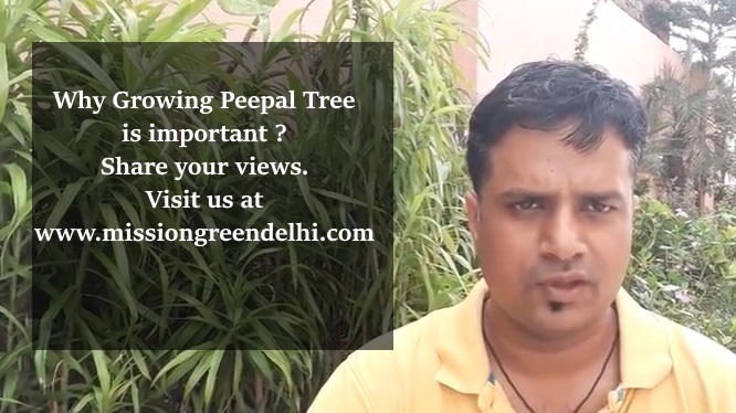 Why Growing Peepal Tree is Important ?