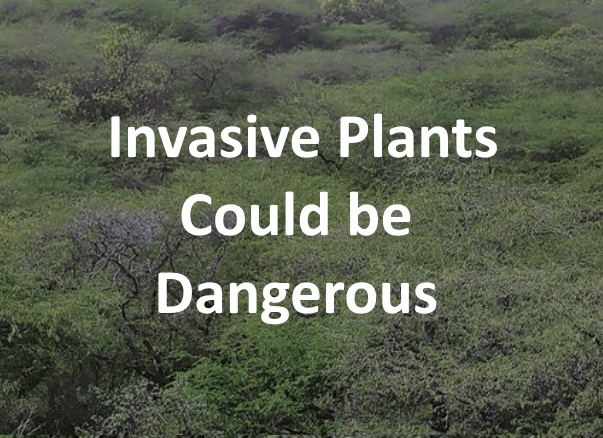 Bio-diversity Loss can be Controlled by Knowledge of Invasive Plants