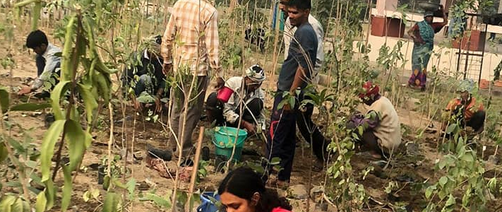 Miyawaki Forest Planted in Tilak Nagar by EcoSikh NGO