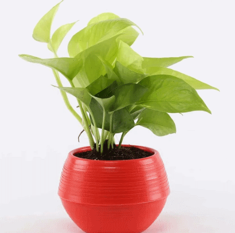 5 Indoor Plants to Boost Productivity While Working From Home