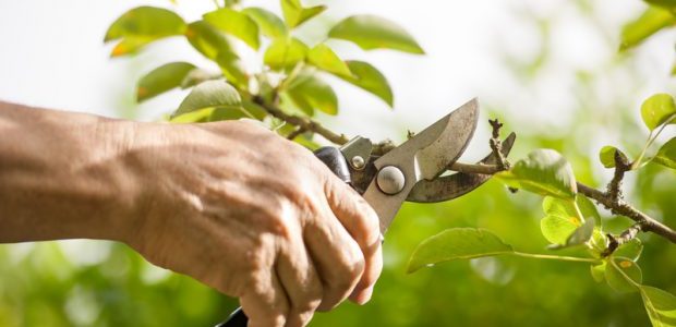 tree pruning in delhi